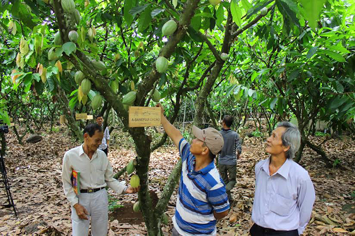 Cánh đồng ca cao.jpg